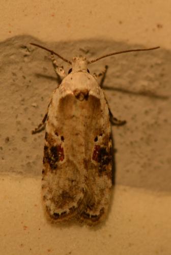 Réf. 242 212 : Agonopterix alstromeriana